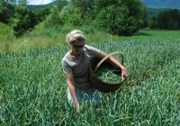 picking organic garlic scapes