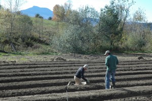 planting seed garlic planting seed garlic at Green Mountain Garlic, Waterbury, VT