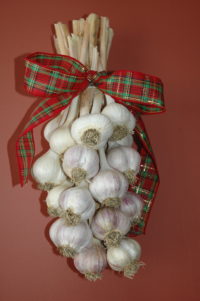 Hardneck Garlic bundle